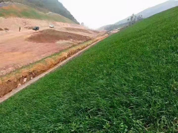 高速護(hù)坡椰絲毯